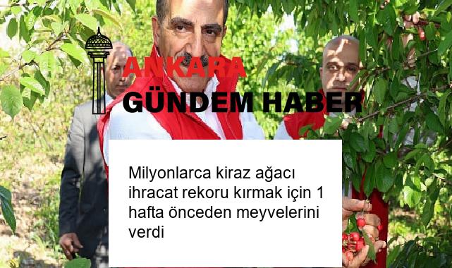 Milyonlarca kiraz ağacı ihracat rekoru kırmak için 1 hafta önceden meyvelerini verdi