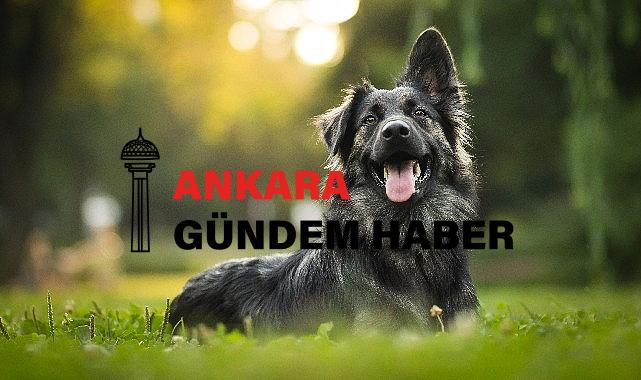 Hepsiburada’dan can dostlarımıza destek