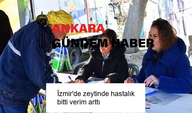 İzmir’de zeytinde hastalık bitti verim arttı