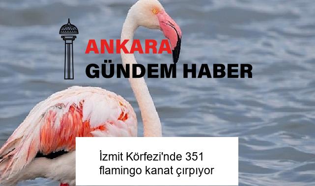 İzmit Körfezi’nde 351 flamingo kanat çırpıyor
