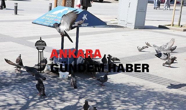 Can dostlara mama ve su desteği