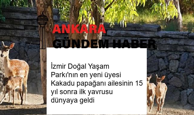 İzmir Doğal Yaşam Parkı’nın en yeni üyesi Kakadu papağanı ailesinin 15 yıl sonra ilk yavrusu dünyaya geldi