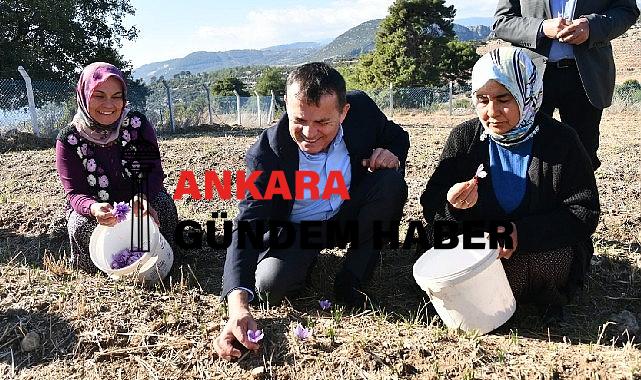 Yenişehir’de safran üretimi üçüncü yılında