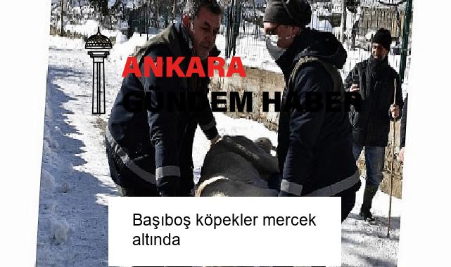 Başıboş köpekler mercek altında