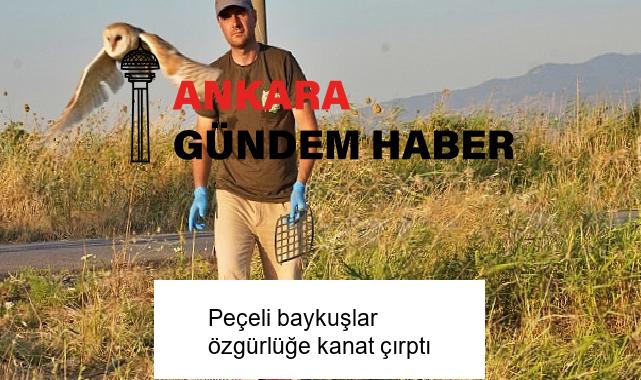 Peçeli baykuşlar özgürlüğe kanat çırptı