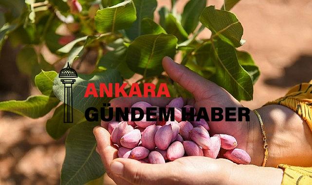 Antep fıstığının verimi 2.5 katına çıktı