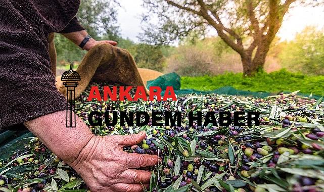 Türkiye’nin Sofralık Zeytin İhracatı 184 Milyon 510 Bin Dolar Oldu