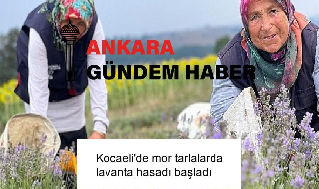 Kocaeli’de mor tarlalarda lavanta hasadı başladı