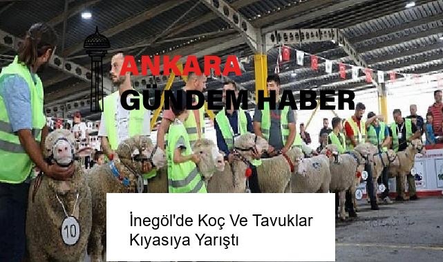 İnegöl’de Koç Ve Tavuklar Kıyasıya Yarıştı