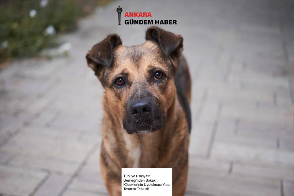 Türkiye Psikiyatri Derneği’nden Sokak Köpeklerinin Uyutulması Yasa Tasarısı Tepkisi!