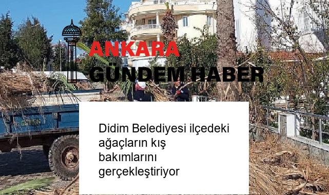 Didim Belediyesi ilçedeki ağaçların kış bakımlarını gerçekleştiriyor