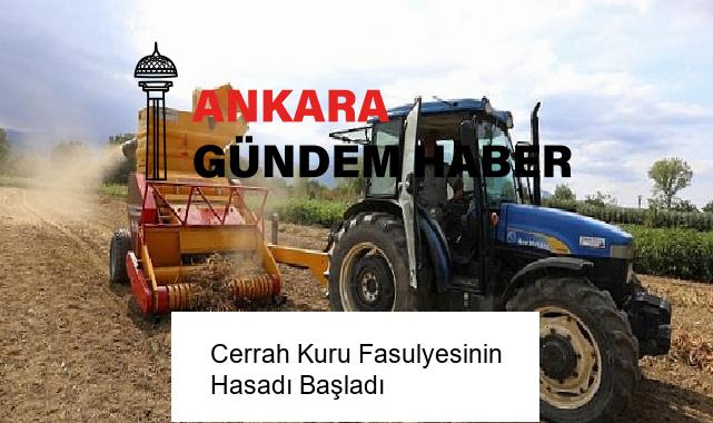 Cerrah Kuru Fasulyesinin Hasadı Başladı
