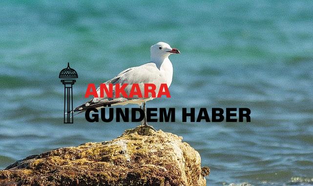 Nesli tehlikedeki Ada Martıları için Türkiye’nin önemi artıyor.