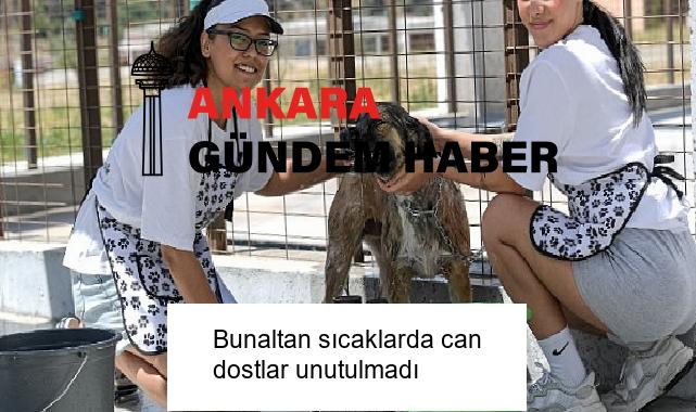 Bunaltan sıcaklarda can dostlar unutulmadı