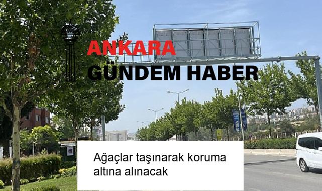Ağaçlar taşınarak koruma altına alınacak
