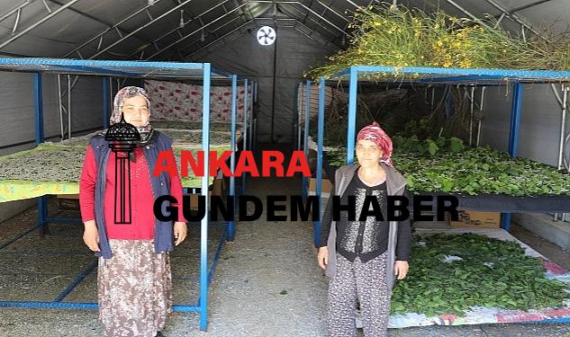 Muğla Büyükşehir’in Desteklediği İpekböcekçiliği Üretiminde Yüzler Gülüyor