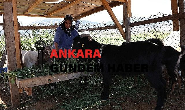 Kıl Keçisi Projesi için Son Başvuru 15 Eylül’e Uzatıldı 