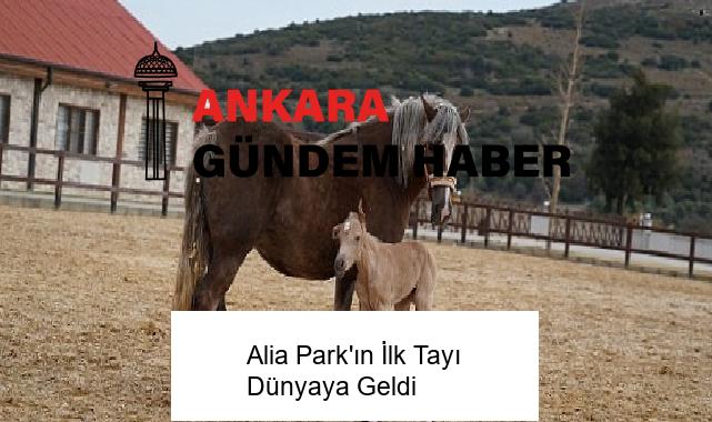 Alia Park’ın İlk Tayı Dünyaya Geldi