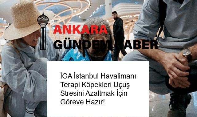 İGA İstanbul Havalimanı Terapi Köpekleri Uçuş Stresini Azaltmak İçin Göreve Hazır!