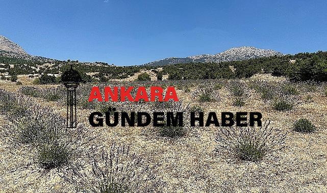 Lavanta hasadı yüzleri güldürdü