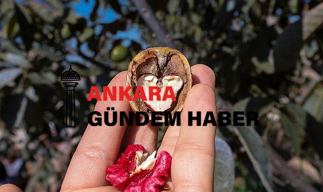 Ceviz Üreticileri Derneği, 2023 Yılında 4 Bin ton Rekolte Hedefliyor