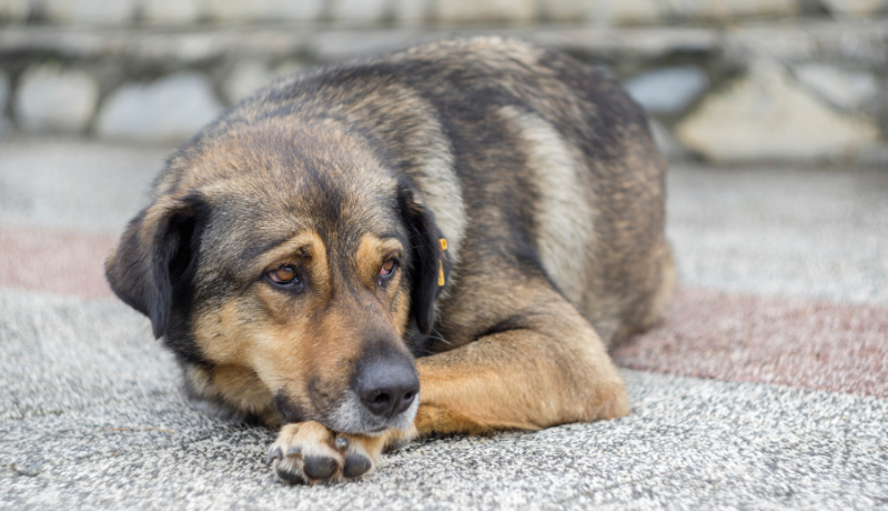 Ankara ‘da Kitlesel Eylem: Sokak Hayvanlarını Bekleyen Kader Ne Olacak?