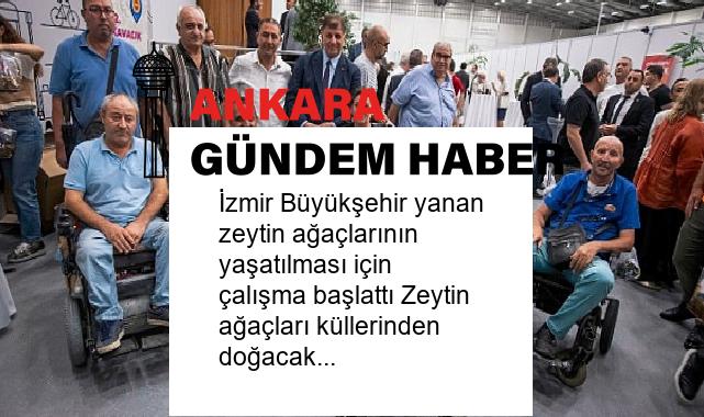 İzmir Büyükşehir yanan zeytin ağaçlarının yaşatılması için çalışma başlattı Zeytin ağaçları küllerinden doğacak