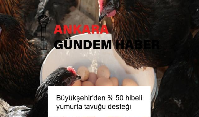 Büyükşehir’den % 50 hibeli yumurta tavuğu desteği