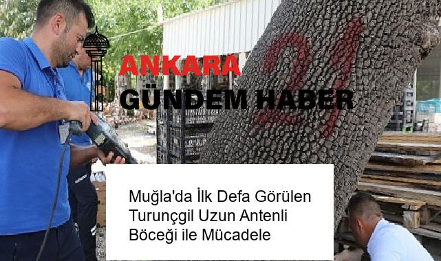 Muğla’da İlk Defa Görülen Turunçgil Uzun Antenli Böceği ile Mücadele