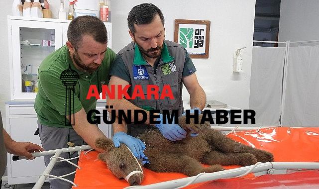 Yaralı boz ayı Ormanya’da yaşama tutundu