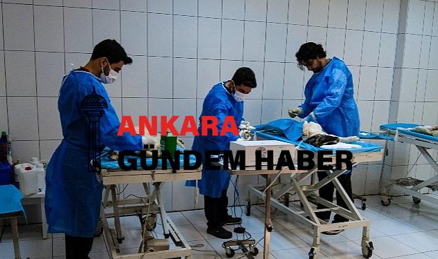 Van Büyükşehir’in Hayvan Barınağı Sokak Hayvanlarına Şifa Dağıtıyor