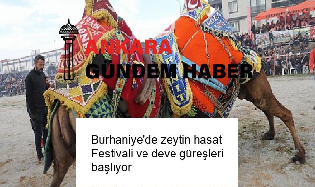 Burhaniye’de zeytin hasat Festivali ve deve güreşleri başlıyor