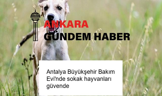 Antalya Büyükşehir Bakım Evi’nde sokak hayvanları güvende