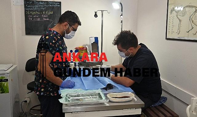Karabağlar’da Hayvan Kısırlaştırmaları Devam Ediyor