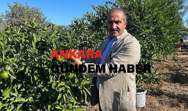 Satsuma mandalinanın ihracat yolculuğu 20 Ekim’de başlıyor