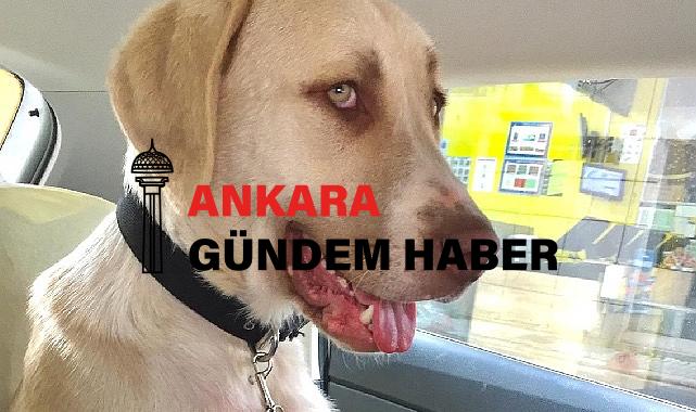 Kadıköy Belediyesi Geçici Hayvan Bakımevi’nden Sahiplendiği Görme Engelli Köpeğine Ev Kiraladı
