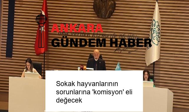 Sokak hayvanlarının sorunlarına ‘komisyon’ eli değecek