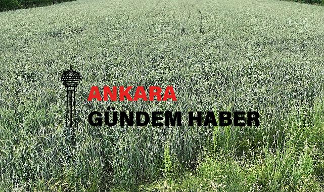 Büyükşehir’in hibe ettiği cet tohumları uzunluk verdi