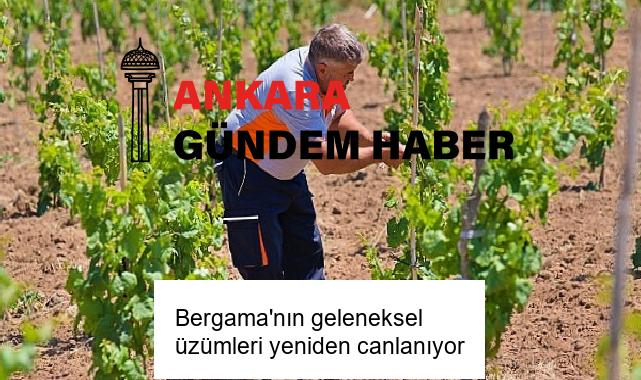 Bergama’nın geleneksel üzümleri yeniden canlanıyor