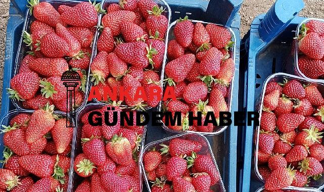 Muğla’nın Çilekleri Migros Raflarında