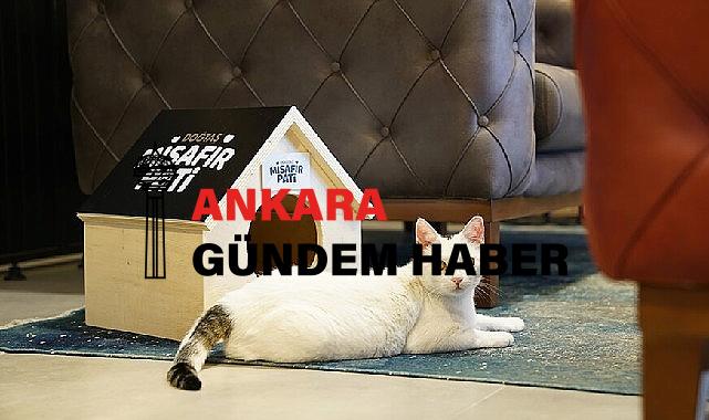 Doğtaş Patili Dostlarının Kalplerini Isıtıyor