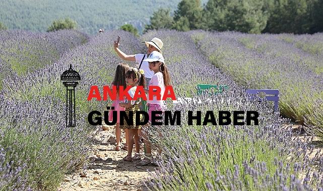 Lavanta Bahçesi’ne ziyaretçi akını