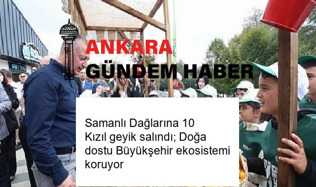 Samanlı Dağlarına 10 Kızıl geyik salındı; Doğa dostu Büyükşehir ekosistemi koruyor