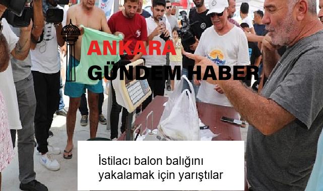 İstilacı balon balığını yakalamak için yarıştılar