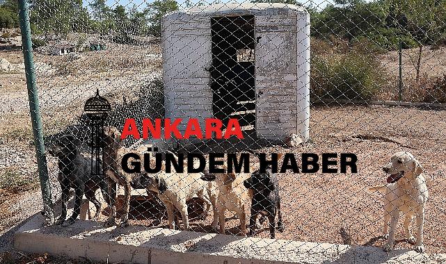 Egeli ihracatçılardan barınak hayvanlarına mama yardımı