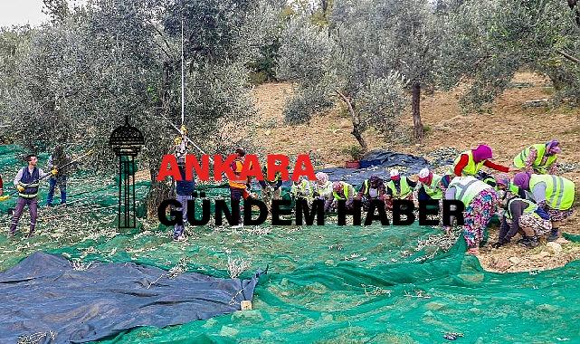 Zeytinin başkenti Burhaniye’de hasat zamanı