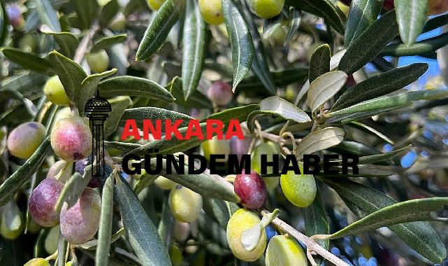 Aliağa, Zeytin Hasat Şenliğinde Buluşuyor