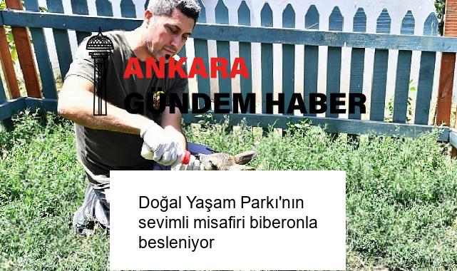 Doğal Yaşam Parkı’nın sevimli misafiri biberonla besleniyor