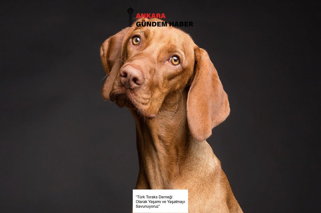 “Türk Toraks Derneği Olarak Yaşamı ve Yaşatmayı Savunuyoruz”