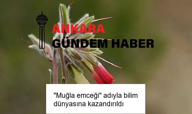 “Muğla emceği” adıyla bilim dünyasına kazandırıldı